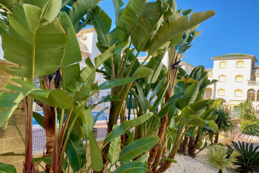 Pilnībā renovēts dzīvoklis Molino Blanco, kas atrodas tikai 400 m attālumā no La Mata pludmales un ieskauts ar visām nepieciešamajām ērtībām.